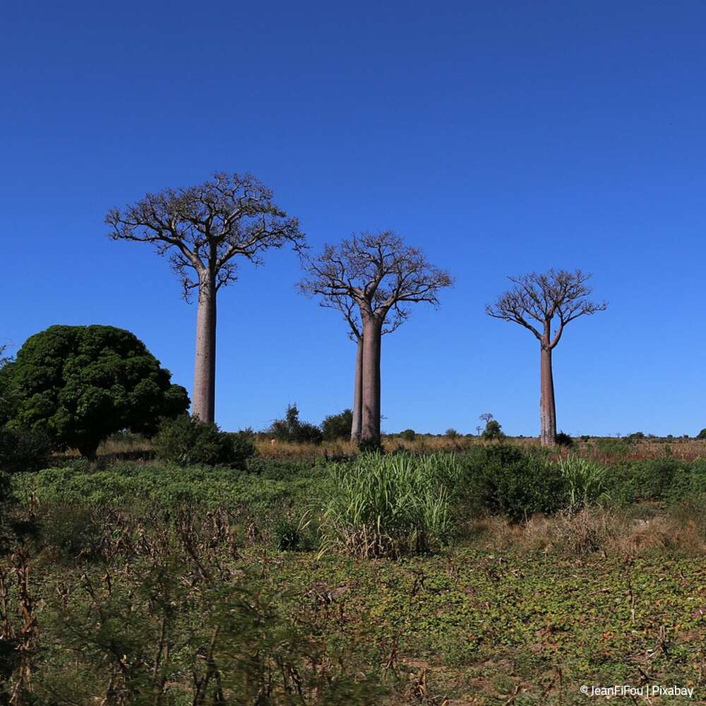 Erlebnisreisen Madagaskar