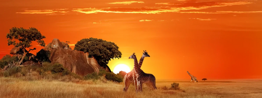 2 Giraffen bei Sonnenuntergang 