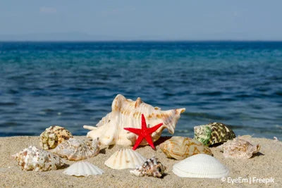 Thalasso Trip Reisen